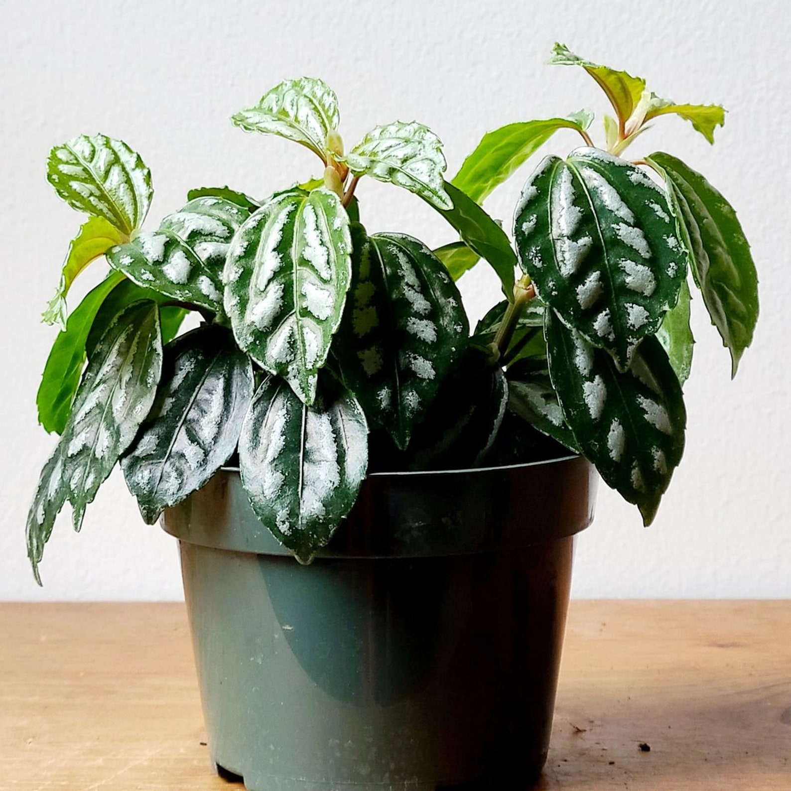 Pilea Cadierei Variegata in 4-inch Pot | Etsy