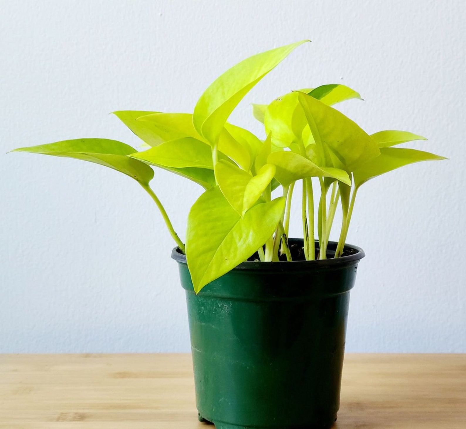 Epipremnum Aureum Neon Pothos in 4 inch pot Etsy