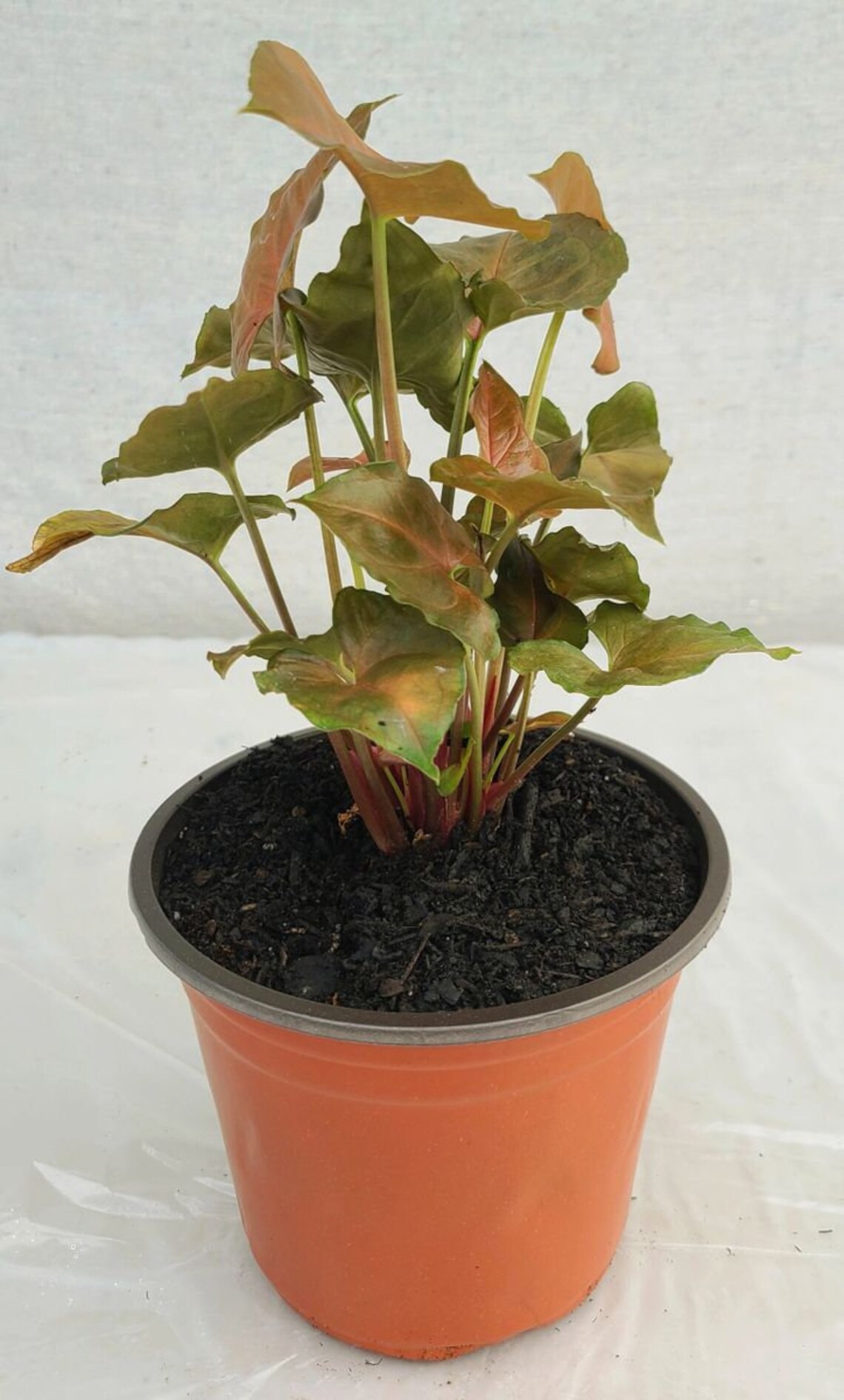 Maria Arrowhead Plant in 6inch pot Etsy