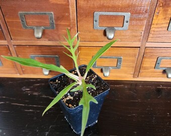 Philodendron Tortum in a 3-inch pot