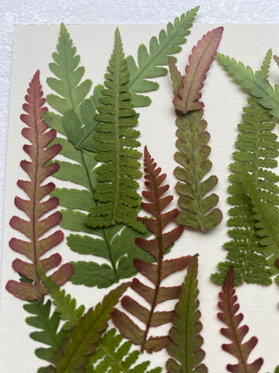 Hand Pressed & Dried Fern Leaves Etsy UK