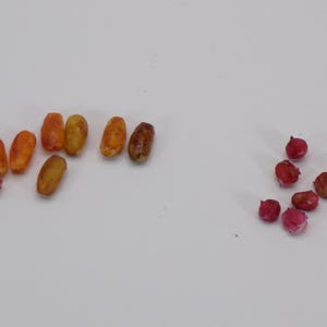 Puede incluir: Una colección de pequeñas bayas secas de color naranja y rojo. Las bayas están dispuestas en dos grupos sobre una superficie blanca.