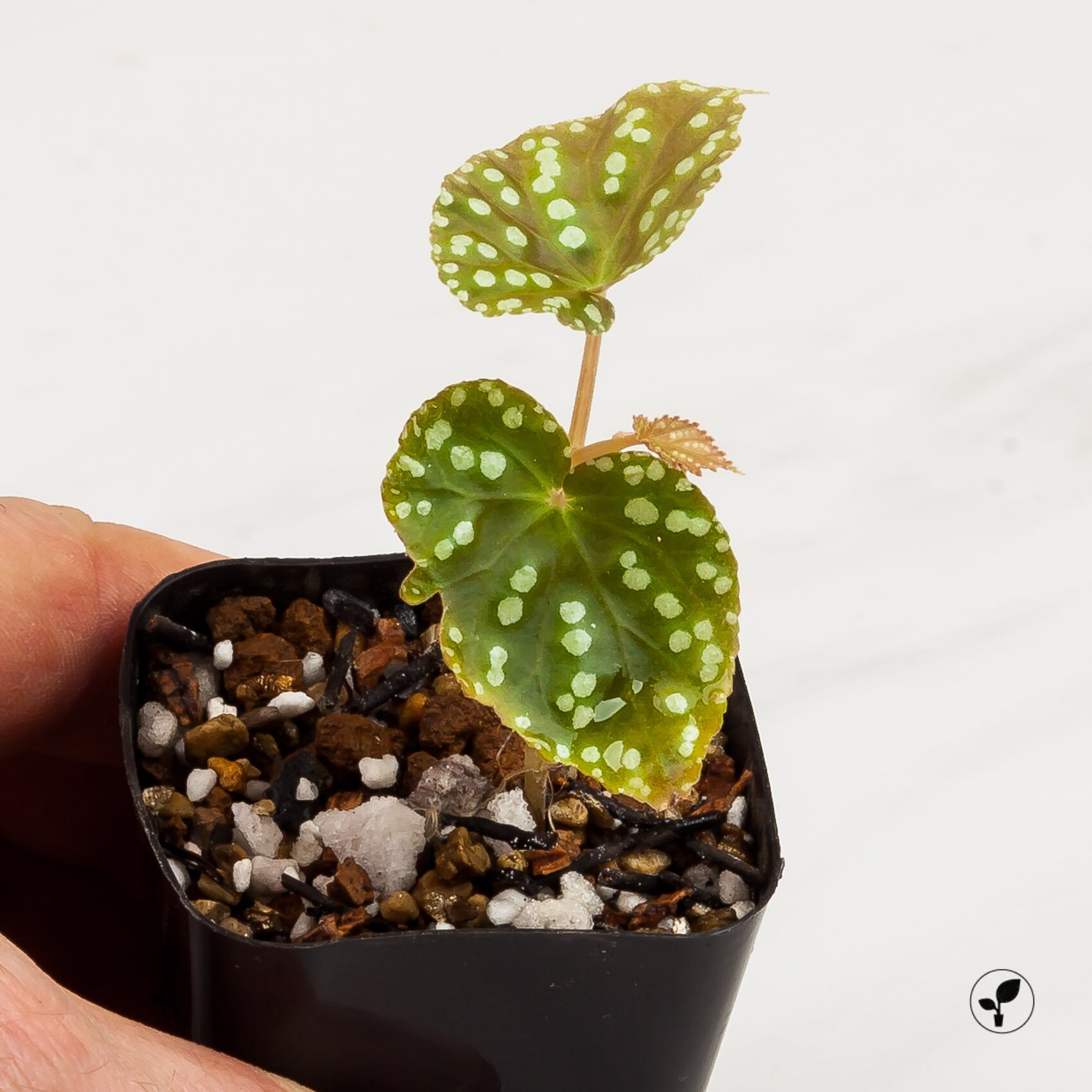 Begonia U641 Terrarium Cultura Super Raro Etsy