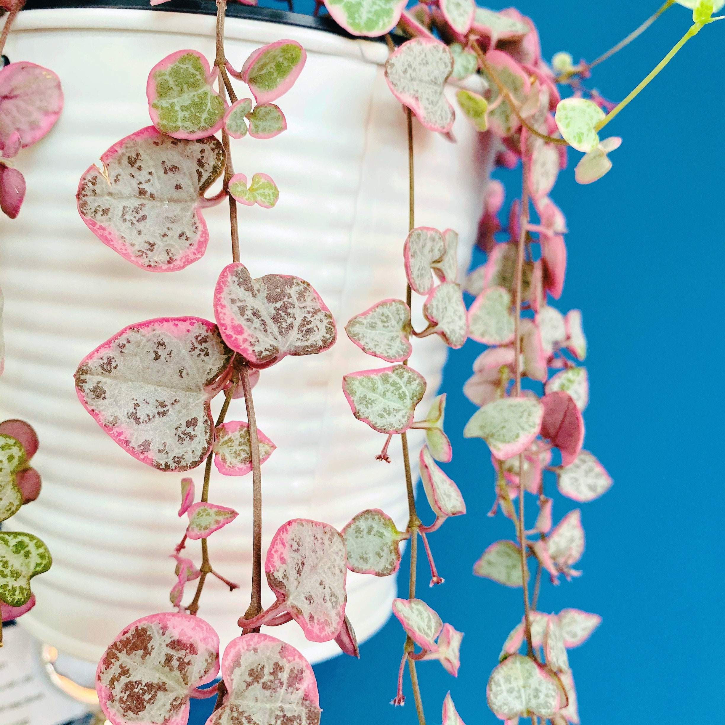 String of hearts variegated with roots Ceropegia woodii Etsy