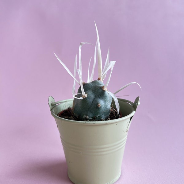 Papierwirbel Kaktus / Tephrocactus articuliere