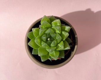 Haworthia Cooperi baker /Jelly succulents rare /Windowpanes