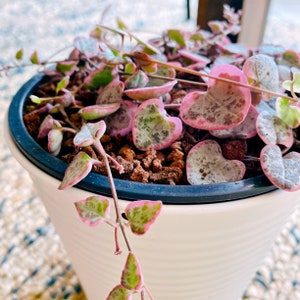 String of hearts variegated with roots Ceropegia woodii trailing succulents zdjęcie 2