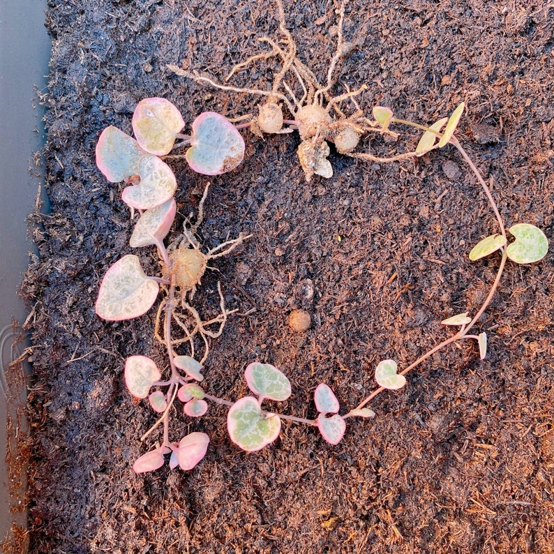 String of hearts variegated with roots Ceropegia woodii trailing succulents zdjęcie 3