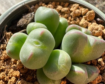 Living stone / Rare Lithops/ heart Lithops/ cute plant / Conophytum bilobum