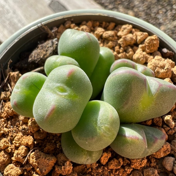 Living stone / Rare Lithops/ heart Lithops/ cute plant / Conophytum bilobum