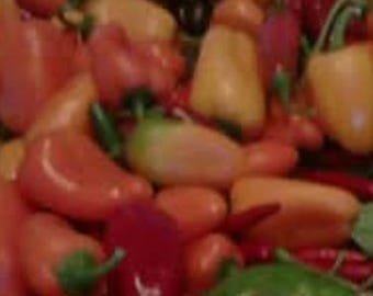 Heirloom multicolor Mini Sweet Garden Pepper plant seeds! Ships FREE!