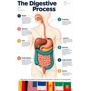 Könnte beinhalten: Ein Lehrplakat mit dem Titel The Digestive Process, das ein Diagramm des menschlichen Torsos mit inneren Organen zeigt, die von 1 bis 8 nummeriert sind. Die Grafik beschreibt Mund, Speiseröhre, Magen, Leber, Gallenblase, Bauchspeicheldrüse, Dünn- und Dickdarm sowie Mastdarm. Unten sind die Flaggen von Deutschland, USA, Frankreich, Spanien, Italien und Portugal abgebildet.