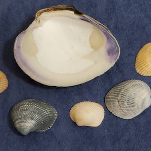Clam shell Seashell for burning incense incense burner