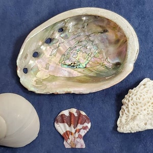 Abalone shell for burning incense Seashell incense burner