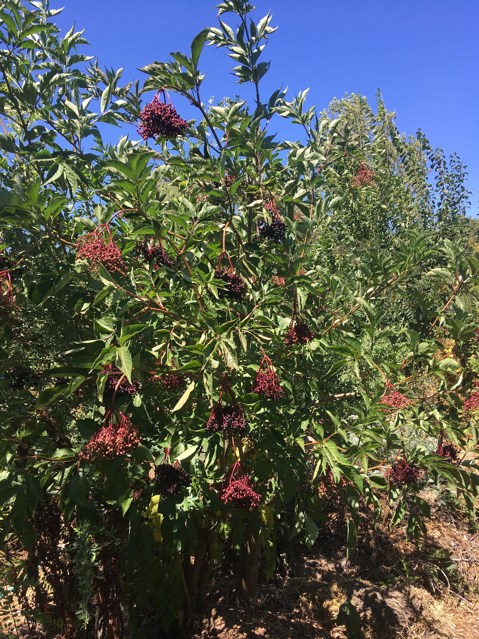 European Black Elderberry Plant sambucus Nigra in 1 Gallon Container, 4 Varieties Samyl, Samdal