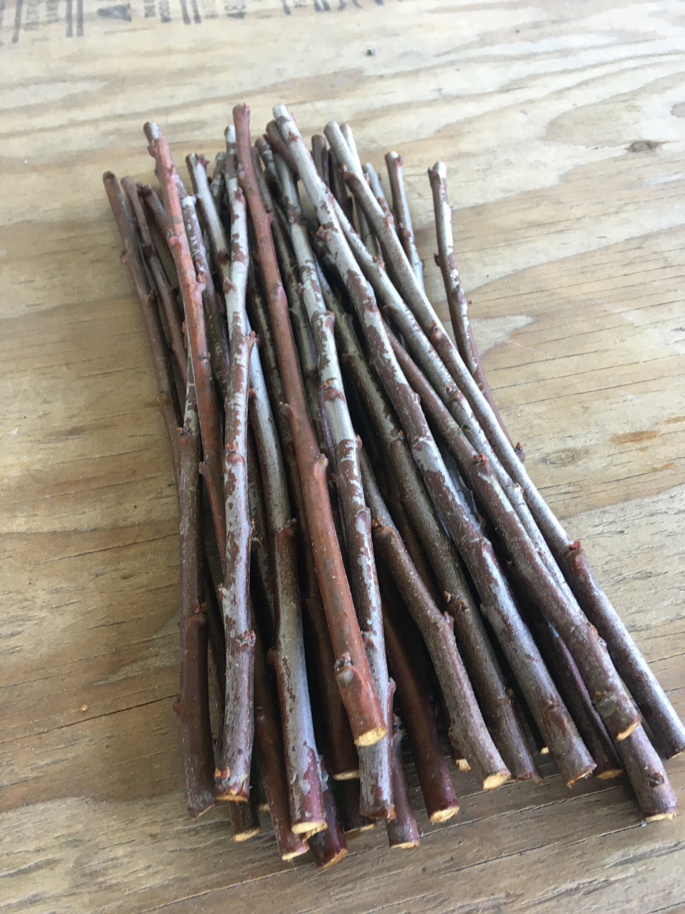 Asian Plum Pluot Prune scionwood cuttings fruit tree scions Etsy