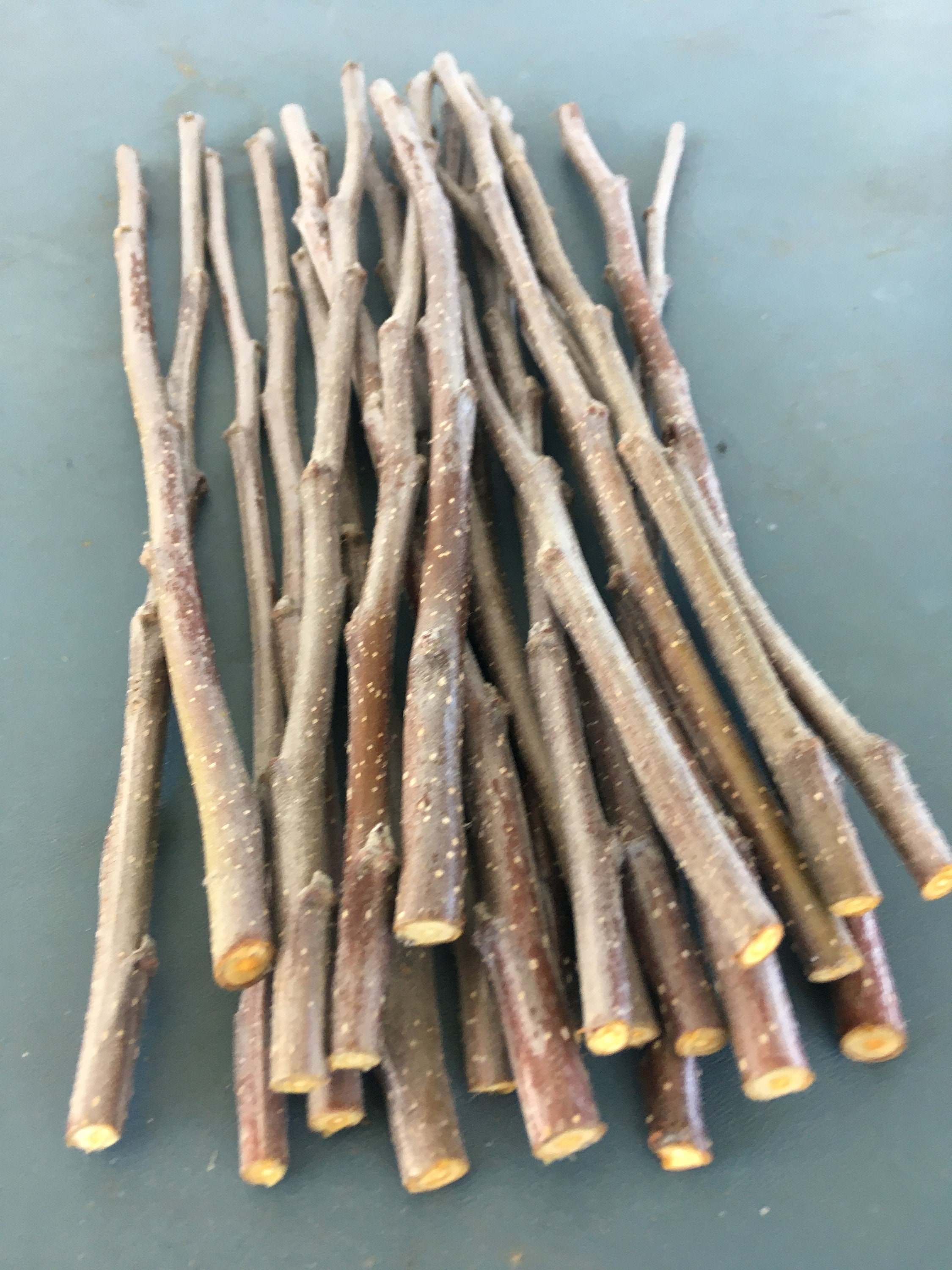 Apple scionwood cider cuttings fruit tree scions for Etsy