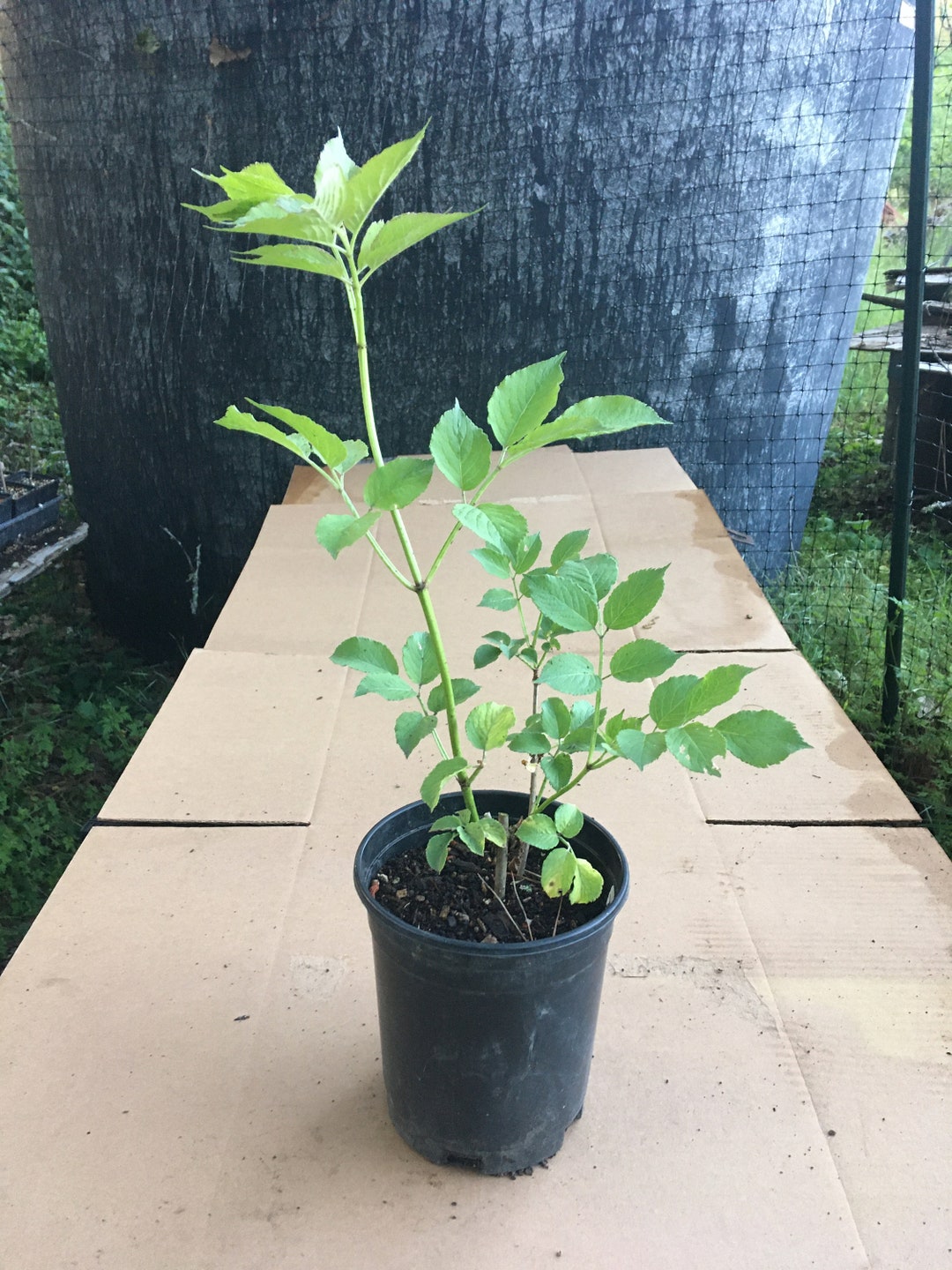 European Black Elderberry Plant sambucus Nigra in 1 Gallon Container, 4