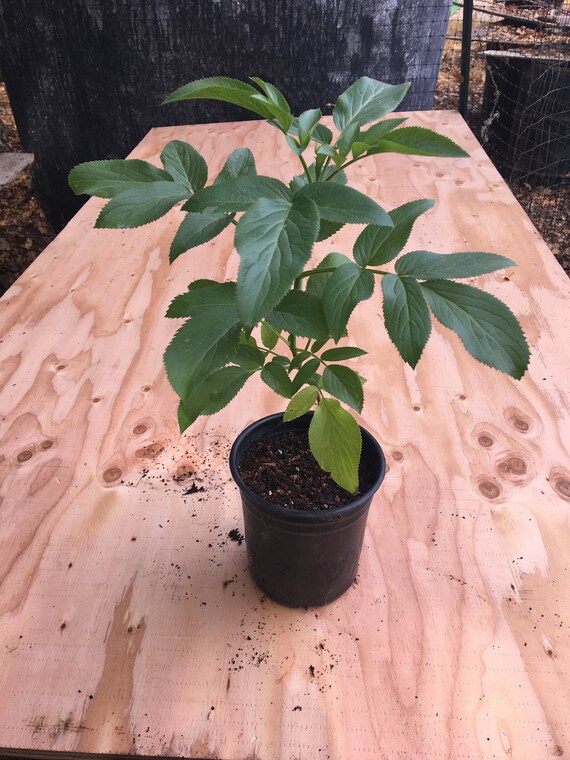 Blue elderberry plant Sambucus cerulea caerulea 1 gallon container Sambucus nigra ssp Fruits