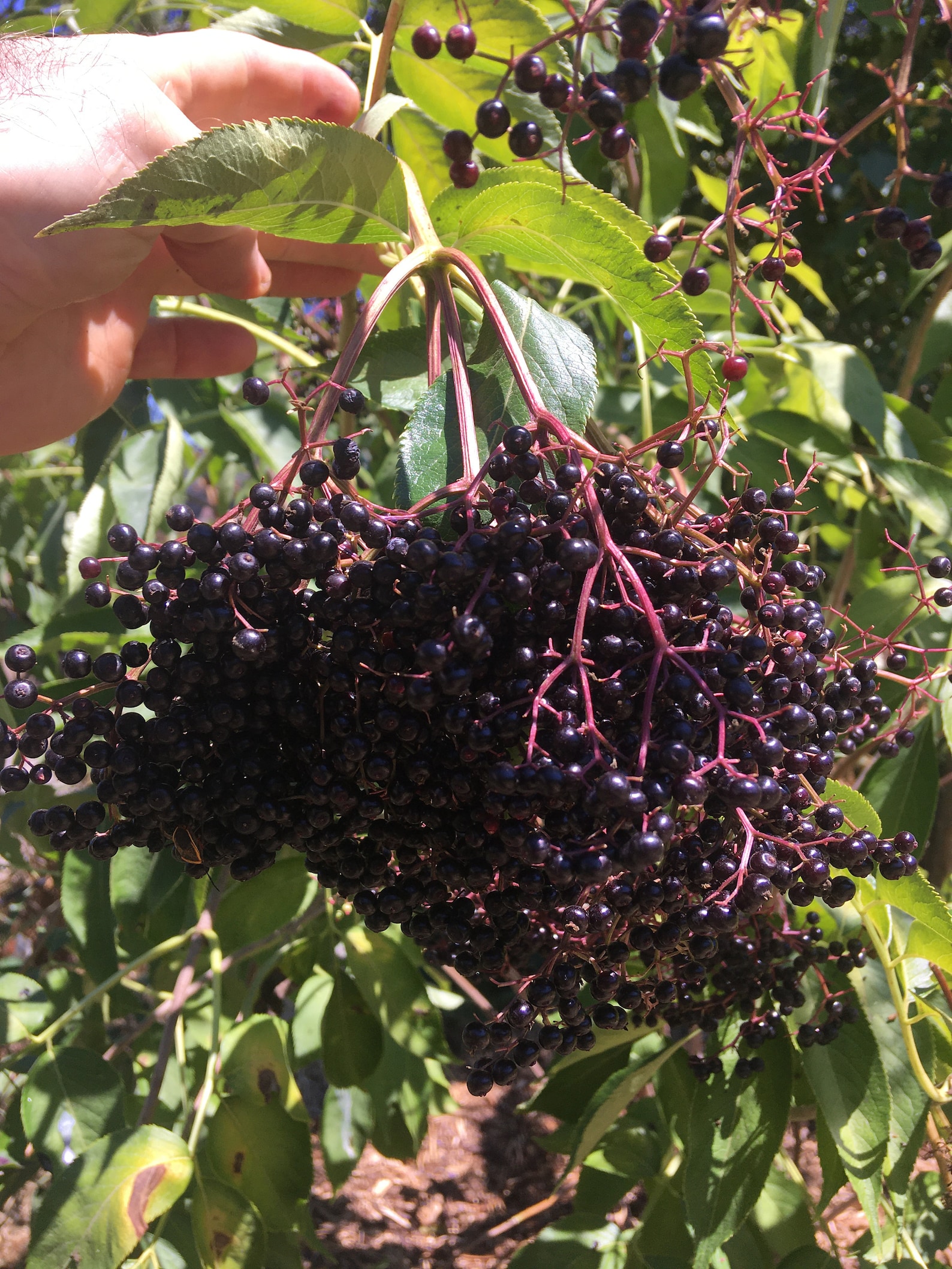 European Black Elderberry Plant sambucus Nigra in 1 Gallon Container, 4