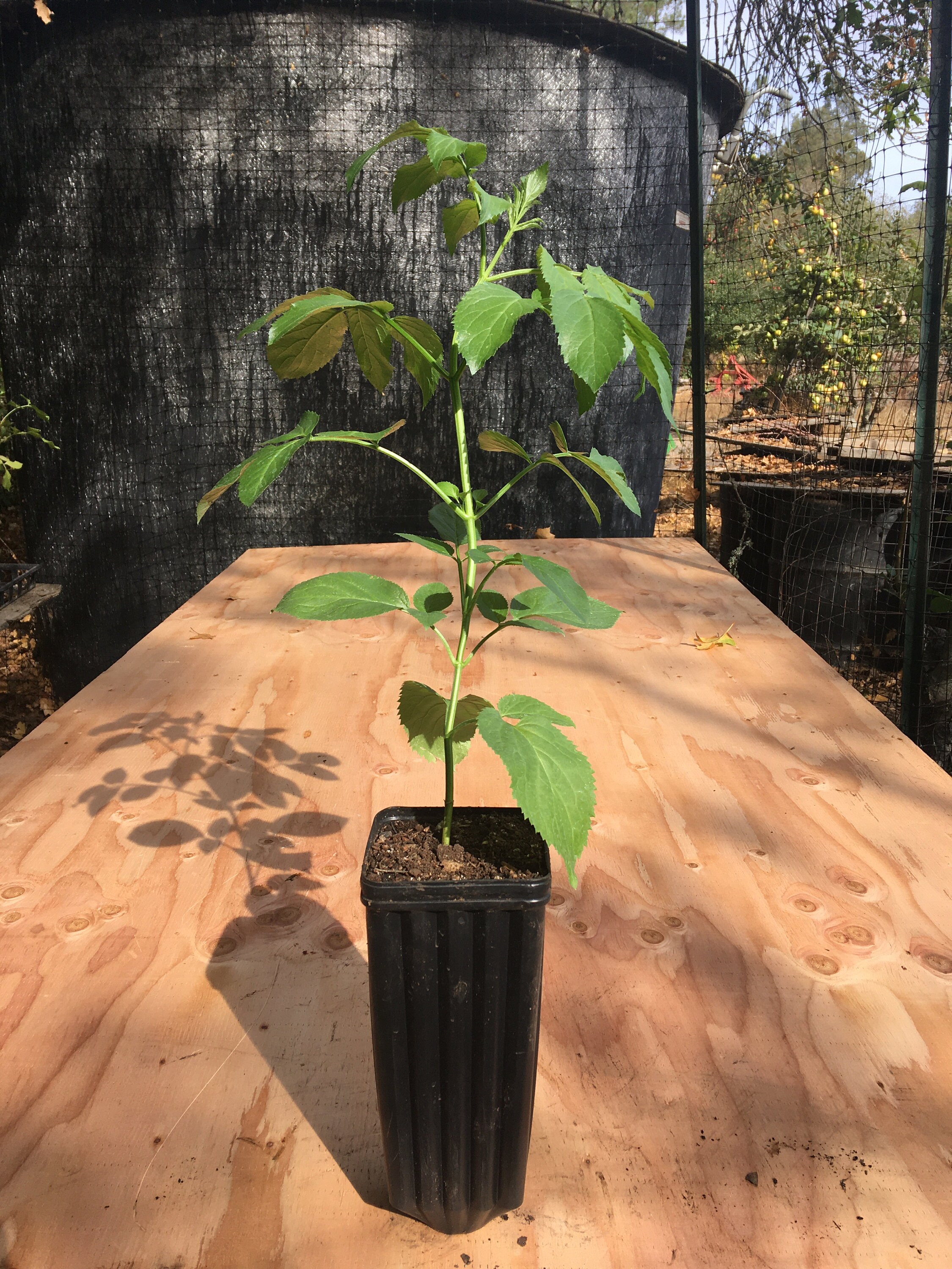 Blue elderberry plant Sambucus cerulea caerulea 1 gallon container Sambucus nigra ssp Fruits
