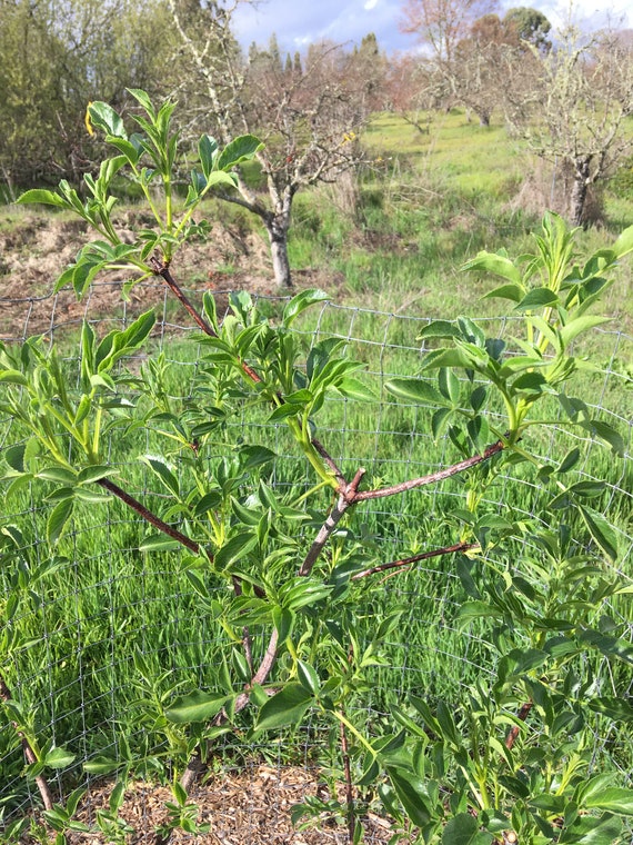 Blue elderberry plant Sambucus cerulea caerulea 1 gallon container Sambucus nigra ssp Fruits