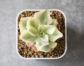 Echeveria moon river variegated