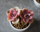 Rare Succulents - Echeveria Rainbow 2 3 heads