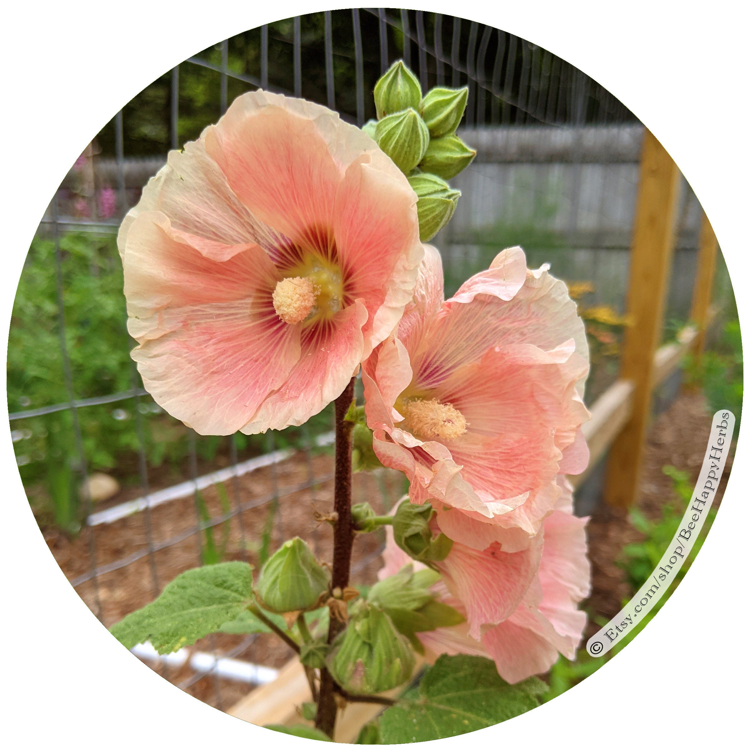 HOLLYHOCK Peaches & Cream ORGANIC Seeds Alcea Rosea Rare Etsy