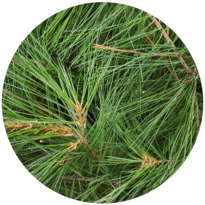 WHITE PINE | ORGANIC | Pinus strobus | Loose greens | Herbal Tea or Loose Incense