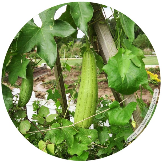 Luffa aegyptiaca Loofah seeds sponge dishcloth Eat like Okra Showy arch