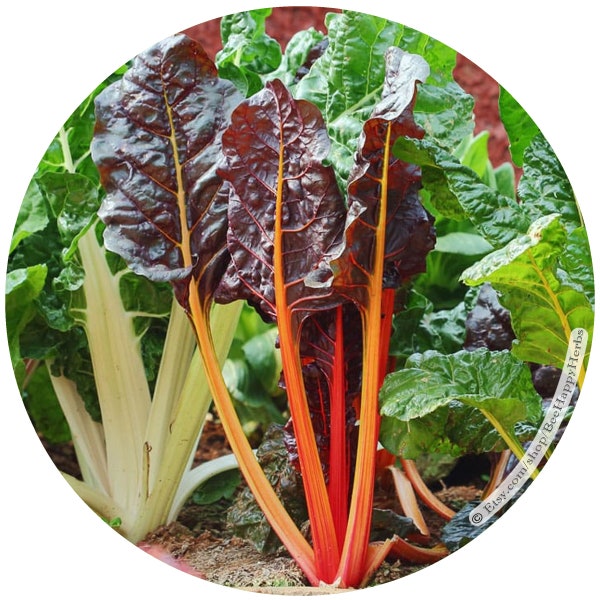 SWISS CHARD Rainbow | ORGANIC seeds | Beta vulgaris subsp. vulgaris | easy to grow nonGMO heirloom | rare unique colorful healthy garden