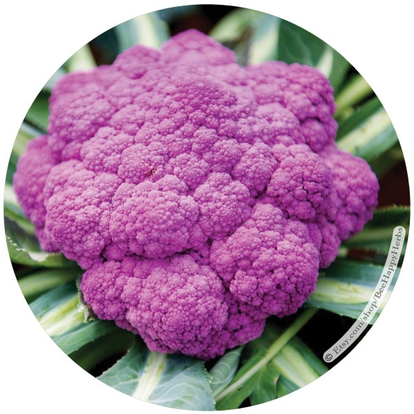 CAULIFLOWER, Purple of Sicily | ORGANIC seeds | Brassica oleracea botrytis | cool season crop | heirloom nonGMO non-hybrid garden vegetable