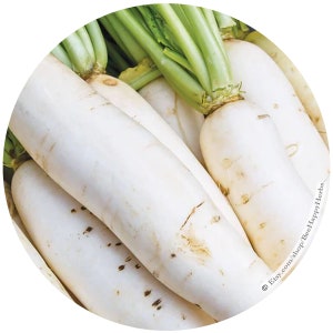 RADISH Daikon Miyashige | ORGANIC seeds | Raphanus sativus | heirloom non-hybrid seeds for veggie garden Asian vegetables cool season crop