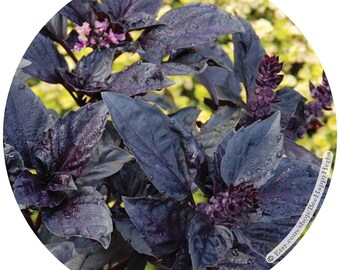 BASIL Dark Purple Opal | ORGANIC seeds | Ocimum basilicum | heirloom nonGMO organic herb kitchen garden easy to grow mothers day gift ideas