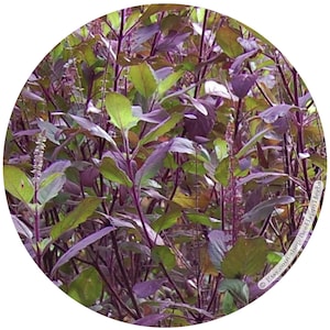 HOLY BASIL Krishna | ORGANIC seeds | Ocimum tenuiflorum | Sacred Indian Herb | Tulasi, Shyam, Manjari, Trittavu, Tulshi, Red Basil