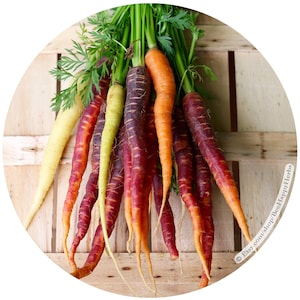 CARROT Rainbow Mix | ORGANIC seeds | easy to grow root vegetable crop rare seed nonGMO heirloom nebula cosmic | gift ideas for gardeners