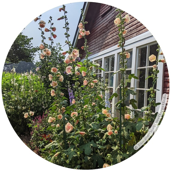 Peaches & Cream Hollyhock Seeds | ORGANIC, Heirloom | Alcea Rosea