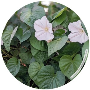 MOONFLOWER | ORGANIC seeds Ipomoea alba | Rare Fragrant Moon Vine, White Night Blooming Flower, Night Glory, Moon Garden | Pollinator Plants