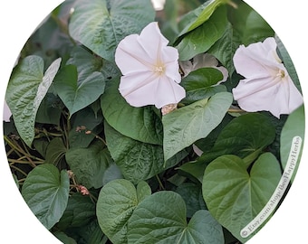 Moonflower Seeds | Organic, Heirloom |  Ipomoea alba | Rare, Fragrant, Large White Flowers for Moon Gardens