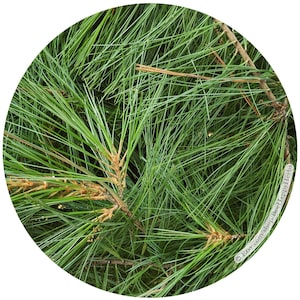 WHITE PINE | ORGANIC | Pinus strobus | Choose Dehydrated or Fresh | Loose greens | Herbal Tea or Loose Incense