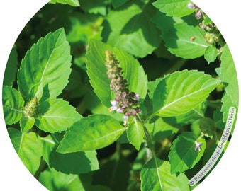 HOLY BASIL Kapoor | ORGANIC seeds | ocimum tenuiflorum | heirloom nonGMO Ayurveda Hindu adaptogenic healing medicinal herb remedy garden