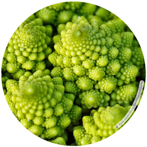 ROMANESCO Fractal Italia | ORGANIC seeds | Brassica oleracea var. botrytis | Rare Unique Heirloom Vegetable | NonGMO | Gift for Gardeners