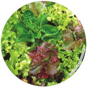 MESCLUN Gourmet Mix | ORGANIC seeds | spring mix baby lettuce mustard salad | cool spring fall crop | container gardening | easy fast garden