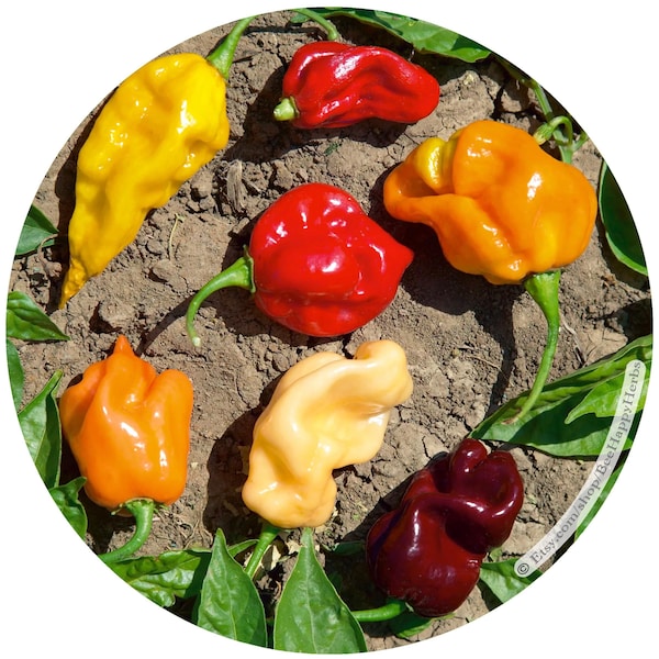 PEPPER Rainbow HABANERO Mix | ORGANIC seeds | Capsicum annuum | Spicy, colorful and Hot! | rare unique easy to grow heirloom salsa garden