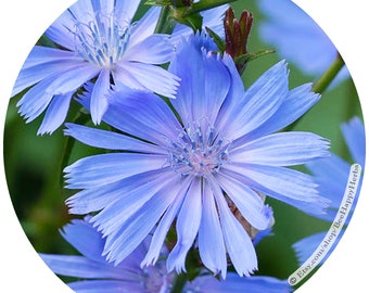 Chicory Seeds | Organic Heirloom | Cichorium Intybus | Attracts Pollinators