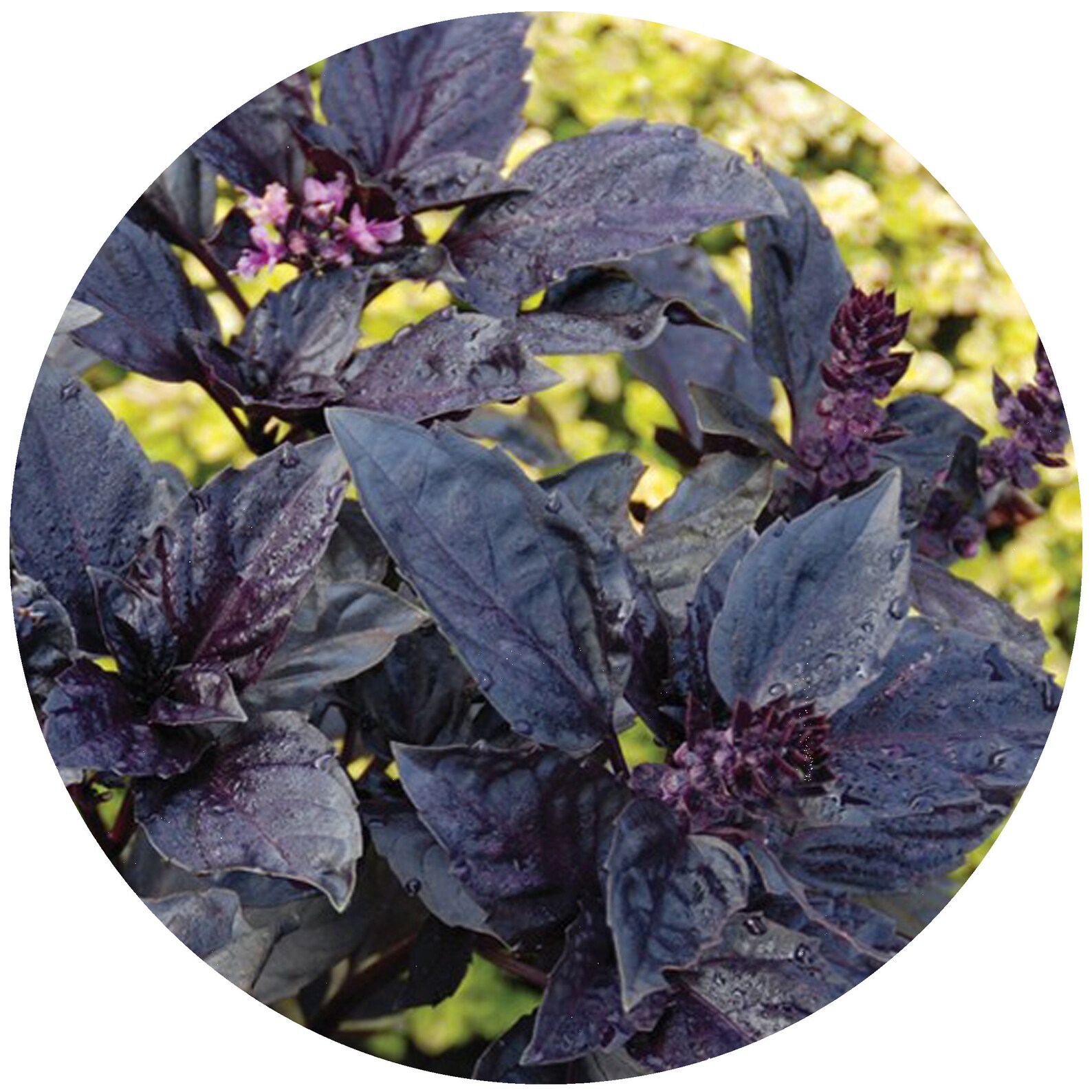 BASIL Dark Purple Opal Ocimum basilicum heirloom nonGMO Etsy