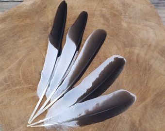 Paquete de plumas de Kookaburra / 10PCS