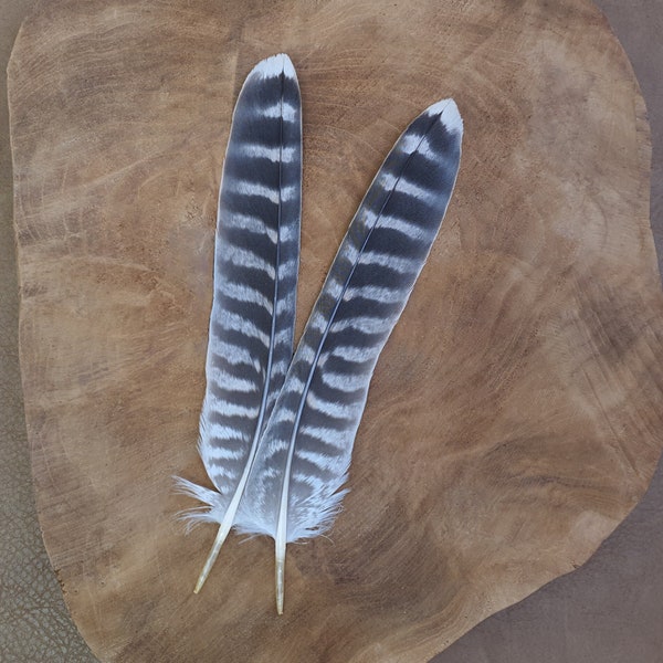 Special feathers | Falcon | Cruelty free | Ethically sourced from natural molt