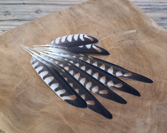 Rare American kestrel wing feathers | tropical brown striped | Ethically sourced from natural molt